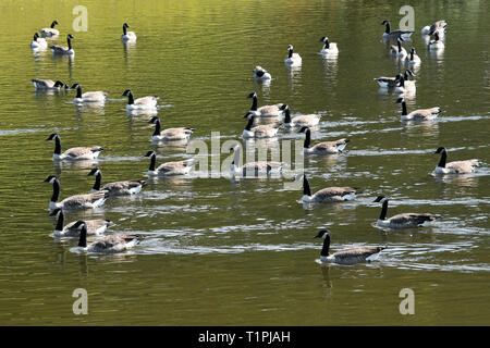 Eine Herde wilder Gänse schwimmen in einem ländlichen Teich im Herbst Stockfoto