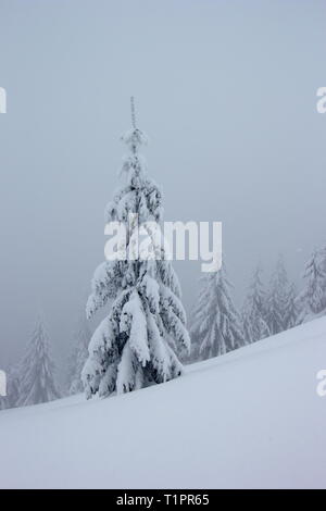 Alten verschneiten Tannen auf nebligen Wintertag Stockfoto