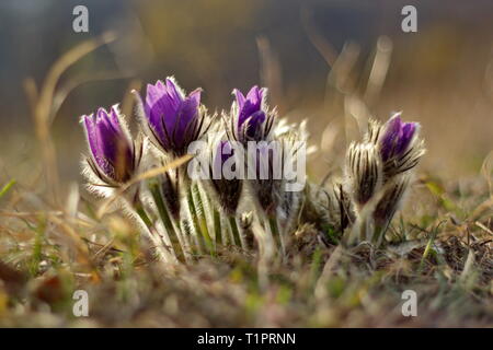 Pulsatilla grandis im Licht des Sonnenuntergangs, pasque Blumen auf der Wiese Stockfoto