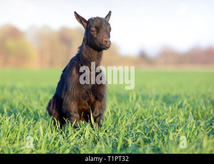 Ziege auf Feld Stockfoto