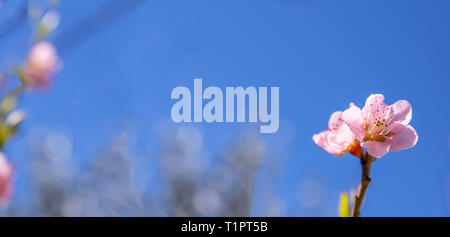 Frühling, Ostern. Almond Tree Blossom Pink Farbe Detailansicht, blaue Himmel Hintergrund, Stockfoto