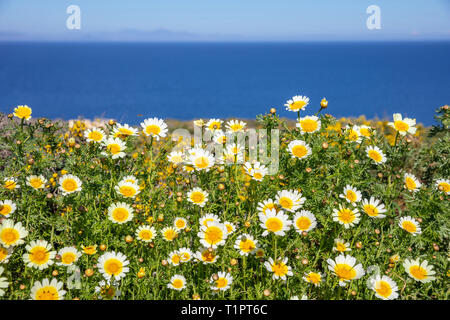 Frühling, Ostern. Gänseblümchen wilde Blumen gelb-weiße Feld, blaues Meer und Himmel Hintergrund Stockfoto