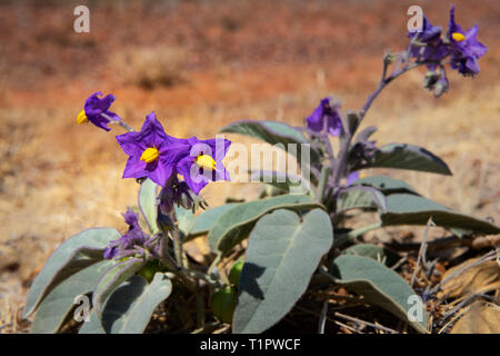 Die australische Bush Tomato in voller Blüte. Stockfoto