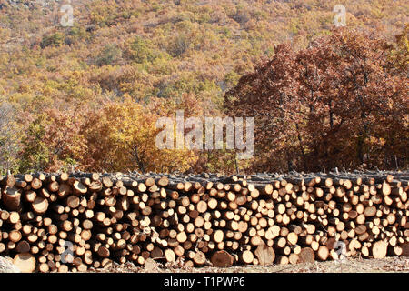 Pfähle aus Holz Stockfoto