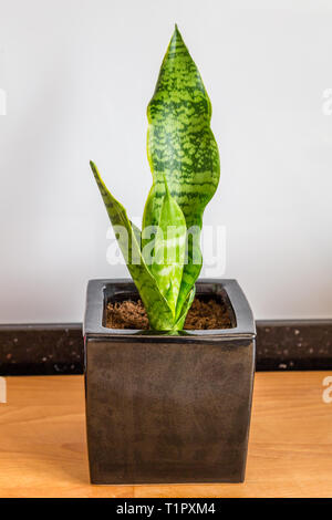 Sansevieria trifasciata oder Schlange Werk in schwarzen Topf auf einem hölzernen Hintergrund Stockfoto