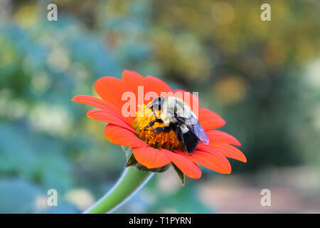 Hummel auf einer roten Blume in Brooklyn Botanical Gardens Stockfoto