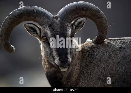 Yinchuan, Helan Mountain National Nature Reserve im Nordwesten Chinas autonomen Region Ningxia Hui. 27 Mär, 2019. Bharal, auch genannt das Himalayan Blue Sheep, ist an der Helan Mountain National Nature Reserve im Nordwesten Chinas autonomen Region Ningxia Hui, März 27, 2019 gesehen. Die Anzahl der bharal hat über 40.000 auf der Helan Mountain erreicht nach Jahren der Umgebung renoviert werden. Credit: Feng Kaihua/Xinhua/Alamy leben Nachrichten Stockfoto