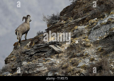 Yinchuan, Helan Mountain National Nature Reserve im Nordwesten Chinas autonomen Region Ningxia Hui. 27 Mär, 2019. Bharal, auch genannt das Himalayan Blue Sheep, steht auf einer Klippe an der Helan Mountain National Nature Reserve im Nordwesten Chinas autonomen Region Ningxia Hui, 27. März 2019. Die Anzahl der bharal hat über 40.000 auf der Helan Mountain erreicht nach Jahren der Umgebung renoviert werden. Credit: Feng Kaihua/Xinhua/Alamy leben Nachrichten Stockfoto