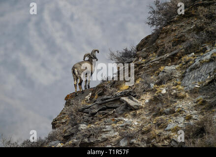 Yinchuan, Helan Mountain National Nature Reserve im Nordwesten Chinas autonomen Region Ningxia Hui. 27 Mär, 2019. Bharal, auch genannt das Himalayan Blue Sheep, steht auf einer Klippe an der Helan Mountain National Nature Reserve im Nordwesten Chinas autonomen Region Ningxia Hui, 27. März 2019. Die Anzahl der bharal hat über 40.000 auf der Helan Mountain erreicht nach Jahren der Umgebung renoviert werden. Credit: Feng Kaihua/Xinhua/Alamy leben Nachrichten Stockfoto