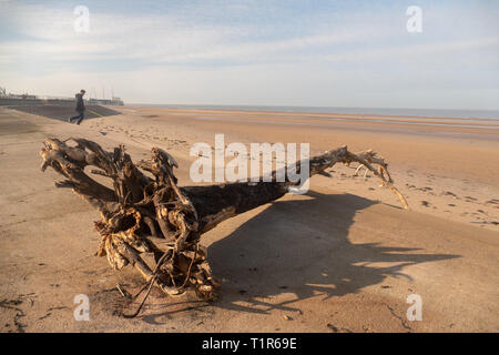 Blackpool, Lancashire. 28. März, 2019. Wetter news. Einen schönen Frühling Morgen in Blackpool heute mit der Ebbe ein Hugh Baum an Land gespült wurde, Lust auf ein bisschen beachcombing für einige Treibholz an diesem Morgen. Credit: Gary Telford/Alamy leben Nachrichten Stockfoto