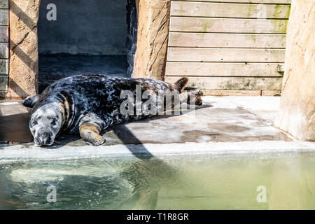 Cornish Seal Sanctuary, Gweek, Cornwall, UK. 28. März, 2019. Grau Dichtung Stevie betroffen durch die Unsicherheit um Brexit gerettet. Steve lieben die kornische Sonnenschein Stevie's Pool Sanierung im Begriff war, um bis 6 Wochen dauern, und ist bereit, am 28. März zu sein, weil niemand bereit war, nehmen die Chancen Stevie später als die geplante Brexit herrschenden Datum zu bewegen! Wenn der Pool nicht vor dem Brexit Datum bereit ist, gibt es viele Probleme, die bedeuten würde, Stevie wäre nicht in der Lage, zurück zu seinem Haus in Belgien zurück. Credit: Kathleen Credit: Kathleen weiß/Alamy leben Nachrichten Stockfoto