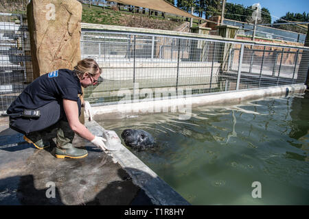 Cornish Seal Sanctuary, Gweek, Cornwall, UK. 28. März, 2019. Grau Dichtung Stevie betroffen durch die Unsicherheit um Brexit gerettet. Grace Jones feeds gefrorenen Fisch zu Steve als Stevie's Pool Sanierung im Begriff war, um bis 6 Wochen dauern, und ist bereit, am 28. März zu sein, weil niemand bereit war, nehmen die Chancen Stevie später als die geplante Brexit herrschenden Datum zu bewegen! Wenn der Pool nicht vor dem Brexit Datum bereit ist, gibt es viele Probleme, die bedeuten würde, Stevie wäre nicht in der Lage, zurück zu seinem Haus in Belgien zurück. Credit: Kathleen weiß/Alamy leben Nachrichten Stockfoto