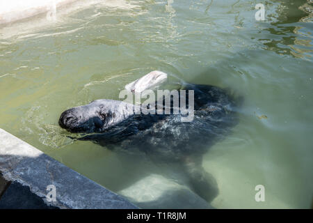 Cornish Seal Sanctuary, Gweek, Cornwall, UK. 28. März, 2019. Grau Dichtung Stevie betroffen durch die Unsicherheit um Brexit gerettet. Steve mit Eis zu kühlen Stevie's Pool Sanierung um bis 6 Wochen dauern, und ist bereit, am 28. März zu sein, weil niemand bereit war, nehmen die Chancen Stevie später als die geplante Brexit herrschenden Datum zu bewegen! Wenn der Pool nicht vor dem Brexit Datum bereit ist, gibt es viele Probleme, die bedeuten würde, Stevie wäre nicht in der Lage, zurück zu seinem Haus in Belgien zurück. Credit: Kathleen weiß/Alamy leben Nachrichten Stockfoto