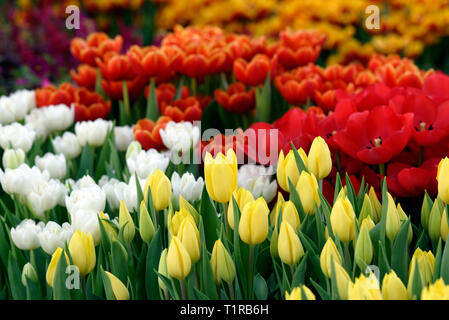 Melbourne, Australien. Am 28. März 2019. Tulpen auf dem Display und zum Verkauf an die 2019 Melbourne International Blumen und Garten zeigen, welche in der denkmalgeschützten Royal Exhibition Building und Carlton Gardens über fünf herrliche Herbsttage gehostet wird. Die Veranstaltung bietet den besten Landschaft und floralen Talent aus Australien und der ganzen Welt neben und eine umfangreiche Auswahl an Garten Retail Products. Credit: Steven Sklifas/Alamy leben Nachrichten Stockfoto