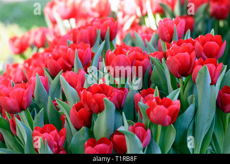 Melbourne, Australien. Am 28. März 2019. Tulpen auf dem Display und zum Verkauf an die 2019 Melbourne International Blumen und Garten zeigen, welche in der denkmalgeschützten Royal Exhibition Building und Carlton Gardens über fünf herrliche Herbsttage gehostet wird. Die Veranstaltung bietet den besten Landschaft und floralen Talent aus Australien und der ganzen Welt neben und eine umfangreiche Auswahl an Garten Retail Products. Credit: Steven Sklifas/Alamy leben Nachrichten Stockfoto