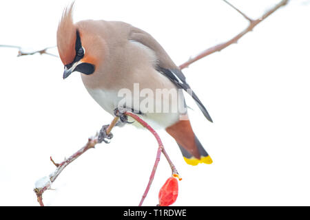 Bohemian Waxwing portrait Stockfoto
