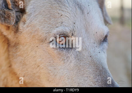 Gruppe von Zecken hund Kopf Nahaufnahme Stockfoto