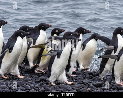 Adelie Pinguine (Pygoscelis adeliae) Brown Bluff, Antarktis, Sound, Antarktis Stockfoto