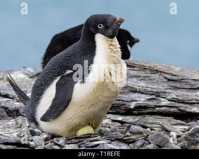 Adélie penguin (Pygoscelis adeliae) sitzen auf Ei, Schindel Cove, Coronation Island, South Orkney Inseln, Antarktis. Stockfoto