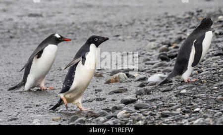 Rush Hour, Adelie- und Eselspinguine (Pygoscelis adeliae), Schindel Cove, Coronation Island, South Orkney Inseln, Antarktis Stockfoto