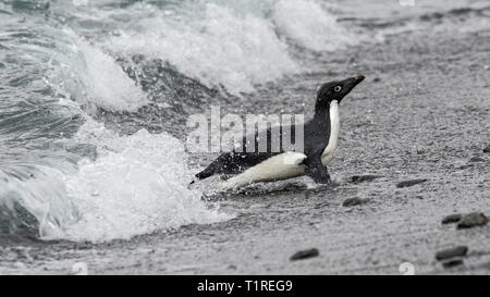 Adelie penguin (Pygoscelis adeliae), überschrift in von Meer, Kieselstrand, Cove, Coronation Island, South Orkney Inseln, Antarktis Stockfoto