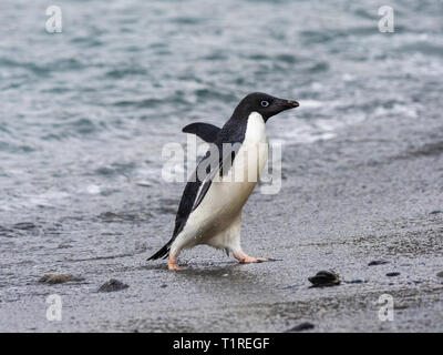 Adélie penguin (Pygoscelis adeliae), überschrift in von Meer, Kieselstrand, Cove, Coronation Island, South Orkney Inseln, Antarktis Stockfoto
