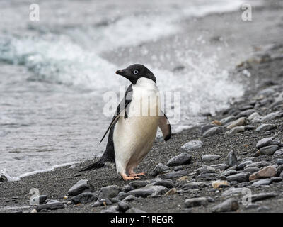 Adelie penguin (Pygoscelis adeliae), überschrift in von Meer, Kieselstrand, Cove, Coronation Island, South Orkney Inseln, Antarktis Stockfoto