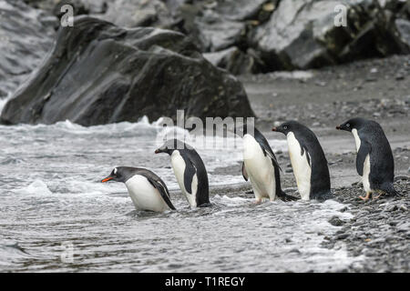 Adelie Pinguine (Pygoscelis adeliae), Richtung Meer, Kieselstrand, Cove, Coronation Island, South Orkney Inseln, Antarktis Stockfoto
