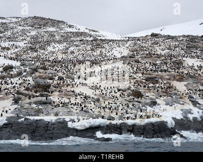 Adélie penguin (Pygoscelis adeliae) Kolonie, Heroína Insel, Gefahr, Inseln, Weddellmeer, Antarktis Stockfoto