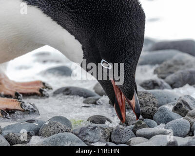 Adélie penguin (Pygoscelis adeliae) Brown Bluff, Antarktis, Sound, Antarktis Stockfoto