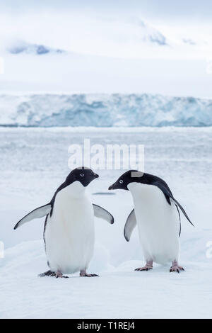 Adelie Pinguine (Pygoscelis adeliae) Brown Bluff, Antarktis, Sound, Antarktis Stockfoto