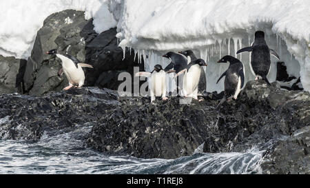 Adélie Pinguine (Pygoscelis adeliae), Dundee Insel, Antarktis, Sound, Antarktis Stockfoto
