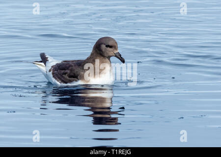 Antarktis petrel (Thalassoica Antarktis), Lindblad Cove, Trinity Halbinsel, Antarktis Stockfoto