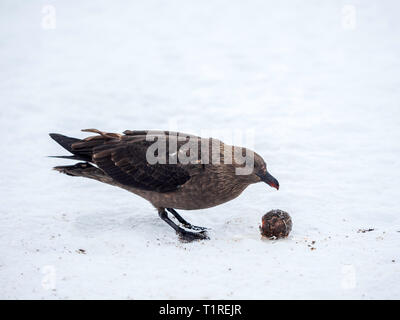 South Polar skua (Eulen maccormicki) mit Pinguin Ei, Port Lockroy, Antarktis Stockfoto