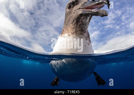 Kap petrel (Daption capense) enge und persönliche, Lindblad Cove, Trinity Halbinsel, Antarktis Stockfoto