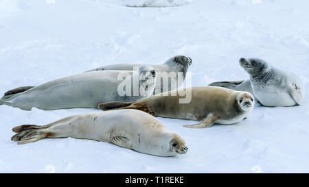 Krabbenfresserrobben (Lobodon carcinophaga), Lemaire Kanal, Antarktis Stockfoto