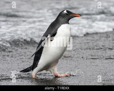 Gentoo Pinguin (Pygoscelis papua) zu Fuß am Strand, Schindel Cove, Coronation Island, South Orkney Inseln, Antarktis Stockfoto