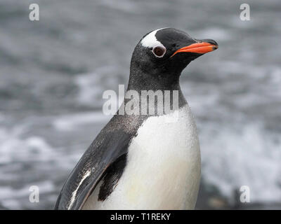 Gentoo Pinguin (Pygoscelis papua), Kies Cove, Coronation Island, South Orkney Inseln, Antarktis Stockfoto