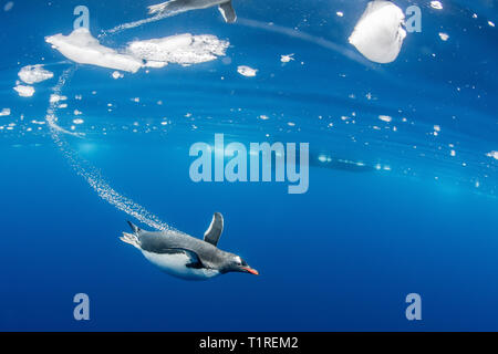 Gentoo Pinguin (Pygoscelis papua) Unterwasser, Lindblad Cove, Trinity Halbinsel, Antarktis Stockfoto