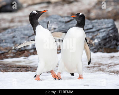 Eselspinguine (Pygoscelis papua) Balz, Kies Cove, Coronation Island, South Orkney Inseln, Antarktis Stockfoto