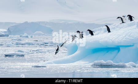 Gentoo und Adélie Pinguine, ausgerichtet für den Abflug, Lindblad Cove, Trinity Halbinsel, Antarktis Stockfoto