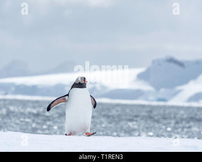 Gentoo Pinguin (Pygoscelis papua) am Ufer schnell Eis in Wilhamena Bucht, Antarktis Stockfoto