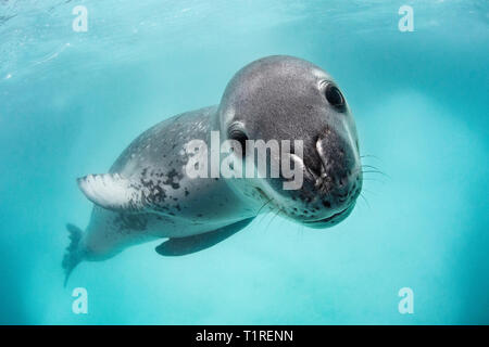 Wild nach seeleopard (Hydrurga leptonyx), Unterwasser am Monroe Island, South Orkney Inseln, Antarktis Stockfoto