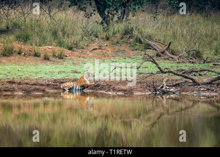 Tigerin Abkühlung Wasserloch an Tadoba Tiger Reserve Maharashtra, Indien Stockfoto