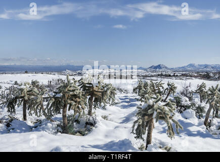 Ungewöhnliches Wetter, Schnee in der Sonora Wüste, Phoenix, Arizona, SUA Stockfoto