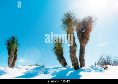 Ungewöhnliches Wetter, Schnee in der Sonora Wüste, Phoenix, Arizona, SUA Stockfoto