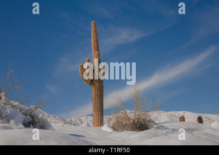 Ungewöhnliches Wetter, Schnee in der Sonora Wüste, Phoenix, Arizona, SUA Stockfoto