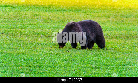 Schwarze Bären mit einem dicken Fell Fütterung in einem Feld im frühen Winter, bevor sie in den winterschlaf im Wells Gray Provincial Park in B, C., Kanada gehen Stockfoto