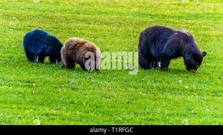 Schwarze Bären mit einem dicken Fell Fütterung in einem Feld im frühen Winter, bevor sie in den winterschlaf im Wells Gray Provincial Park in B, C., Kanada gehen Stockfoto