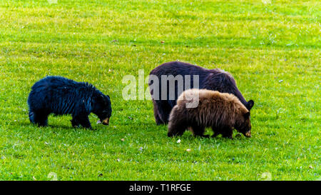 Schwarze Bären mit einem dicken Fell Fütterung in einem Feld im frühen Winter, bevor sie in den winterschlaf im Wells Gray Provincial Park in B, C., Kanada gehen Stockfoto